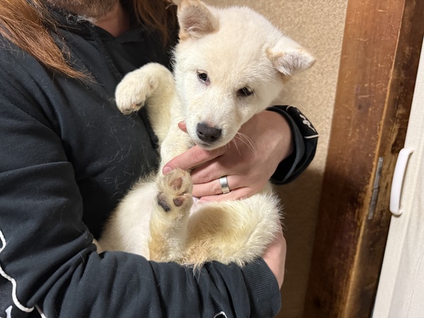 �� ����܂� �Č� �򕌌� 35798