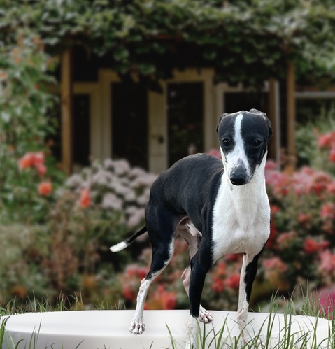 �� ����܂� �C�^�O�� ��ʌ� 35801