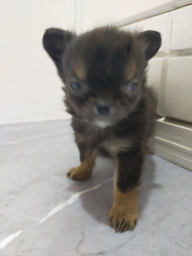 �� ����܂�  �{�茧 35807