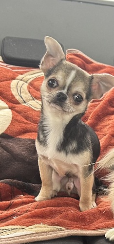 �� ����܂� �`����(�X���[�X�R�[�g) ���ꌧ 35817