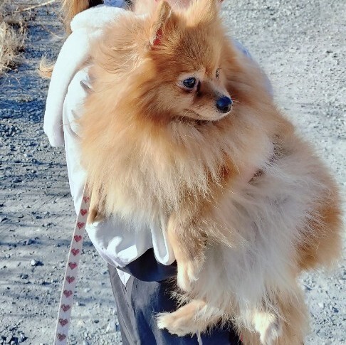 �� ����܂� �|�����j�A�� ���Ɍ� 35819