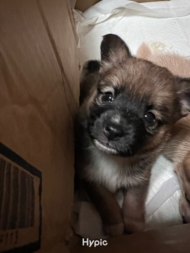 �� ����܂� ����Mix �{�茧 35820