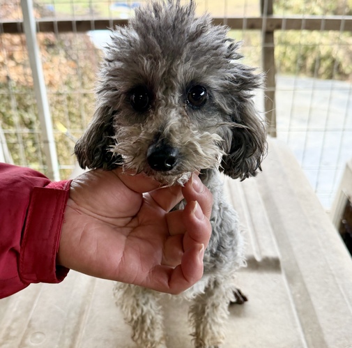 �� ����܂� �g�C�v�[�h�� �F�{�� 35822