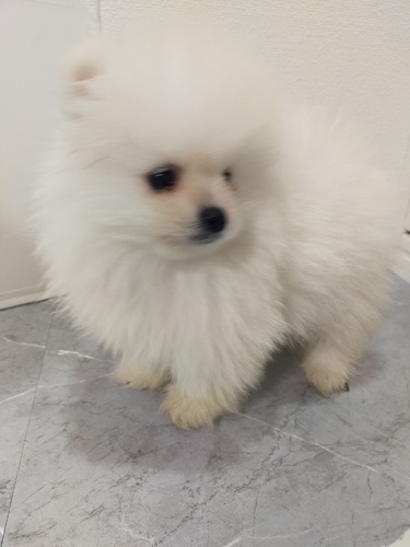 �� ����܂�  �{�茧 35841