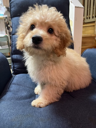 �� ����܂� MIX �_�ސ쌧 35846