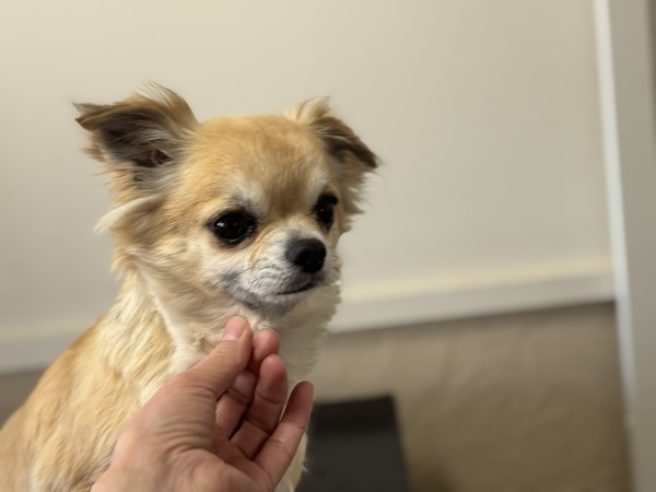 �� ����܂� �`���� ��ʌ� 35850