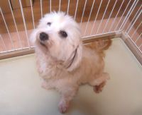 �� ����܂� �~�b�N�X�@�v�[�h���~�}���`�[�Y ���{ 35855