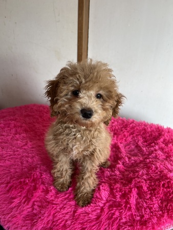 �� ����܂� MIX �_�ސ쌧 35862