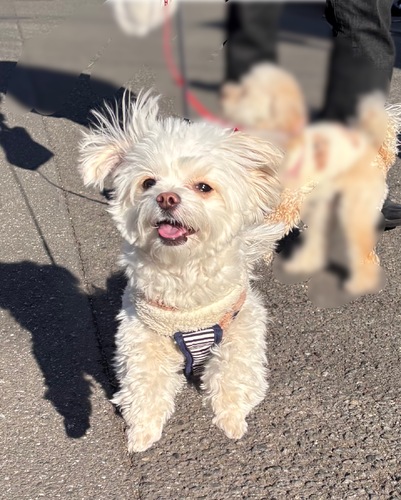 �� ����܂� �`���}��(�`�����~�}���`�[�Y) �����s 35875