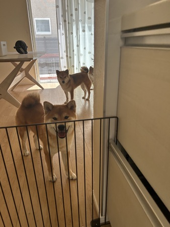 �� ����܂� �Č� ���ꌧ 35894