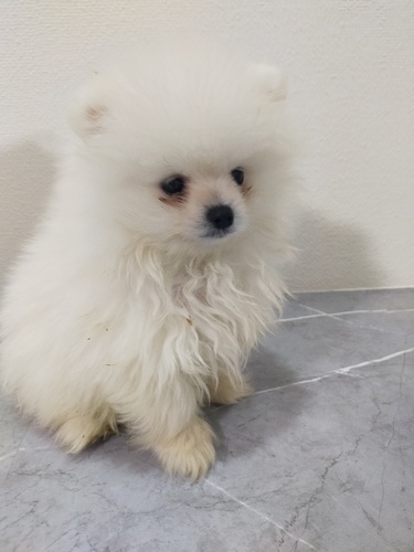 �� ����܂�  �{�茧 35895