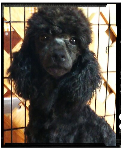 �� ����܂� �~�j�`���A�v�[�h�� ���쌧 35896