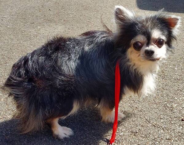 �� ����܂� �`���� ���Ɍ� 35909