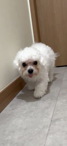 �� ����܂� �|���r�V���� ��ʌ� 35910