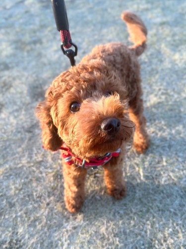 �� ����܂� �g�C�v�[�h�� ������ 35922