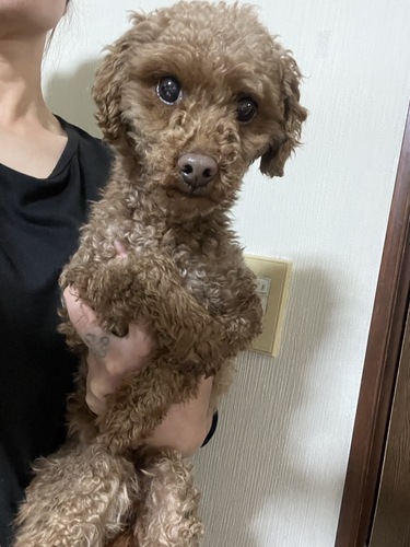 �� ����܂� �g�C�v�[�A�_�b�N�X�A�`���� ��錧 35929