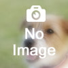 13501 画像なし
