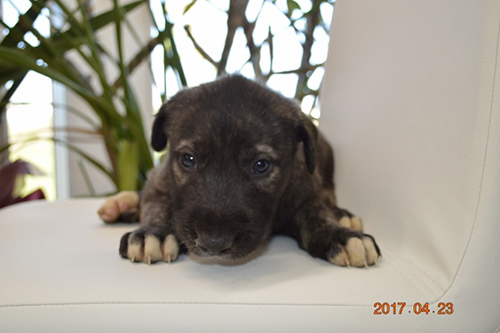 とっても穏やかアイリッシュウルフハウンドの子犬! 犬の販売 66