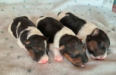 ワイアー・フォックス・テリア 犬の販売・譲渡 1029 良質なワイヤーフォックス