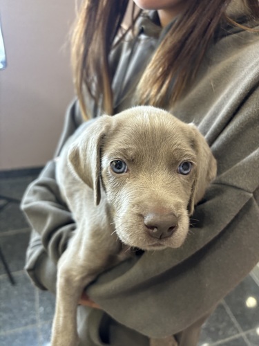 ワイマラナー 犬の販売・譲渡 896 グレーカラーの女の子