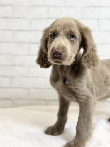 ワイマラナー 犬の販売・譲渡 900 ロング0037