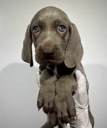 ワイマラナー 犬の販売・譲渡 901 ワイマラナー男の子