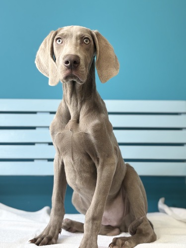 ���C�}���i�[ ���̔̔��E���n 903 �O���[9886