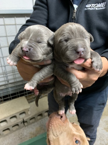 PITBULL 犬の販売 1340