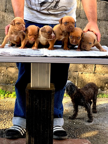 PIT BULL 犬の販売 1356
