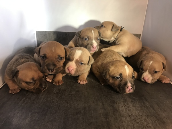 レッドノーズブリー 犬の販売 1623