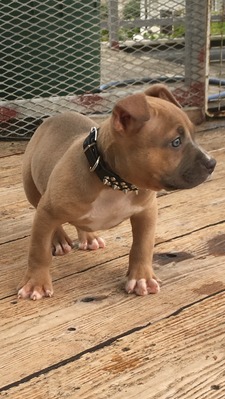 可愛いpit 犬の販売 2544