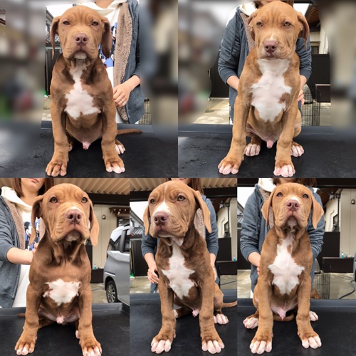 大型ショータイプピット 犬の販売 2748
