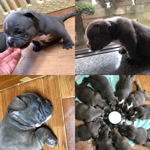 優良血統、Exotic bully 犬の販売 3818