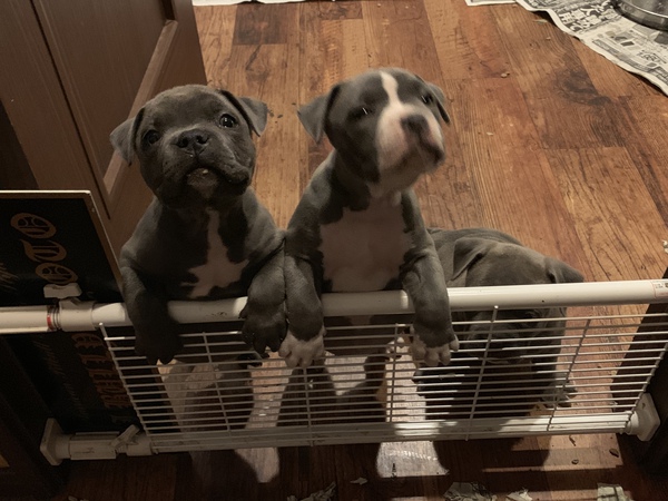 アメリカンブリー完売!! 犬の販売 3933