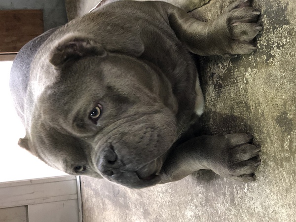 Bully 成犬 犬の販売 4739
