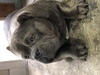 AJEX^btH[hV[EeA q T Bully  4739