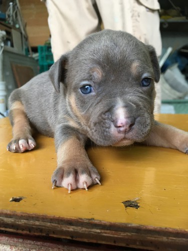 素敵なオーナー様見つかりました。 犬の販売 4925