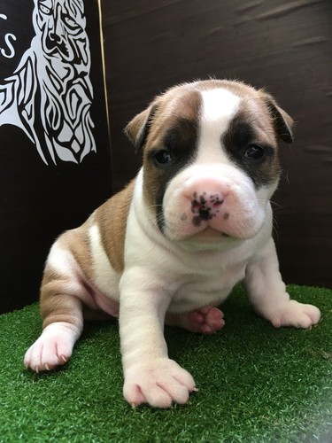 有り難う御座いました 犬の販売 4945