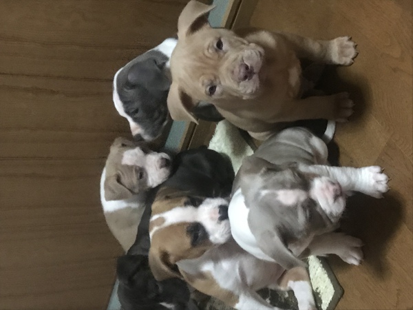 残り二頭アメリカンピットブルテリア 犬の販売 4948