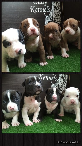☆断耳込み☆ 犬の販売 4961