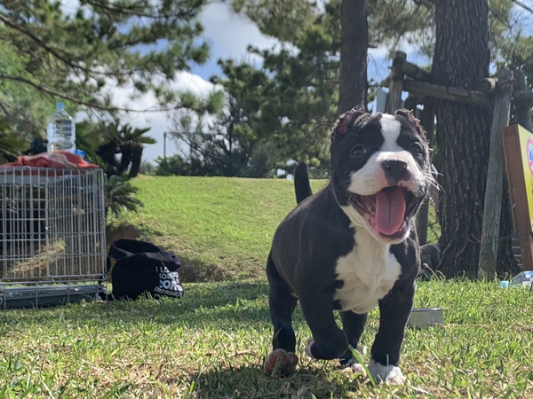 アメリカンブリー 犬の販売 5089