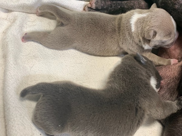 アメリカンピットブル 犬の販売 5091