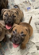 AJEX^btH[hV[EeA q T  AmericanBully 5132