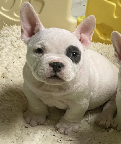 優良血統 エキゾチックブリー 犬の販売 5152