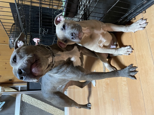 ありがとうございました!次回は2ヶ月後 犬の販売 5155