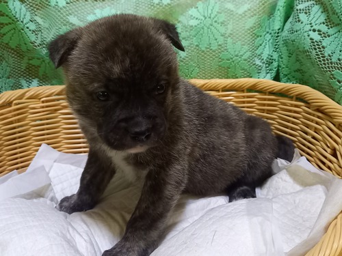 アメリカン・スタッフォードシャー・テリア 犬の販売・譲渡 5214 可愛いブリーっ子。