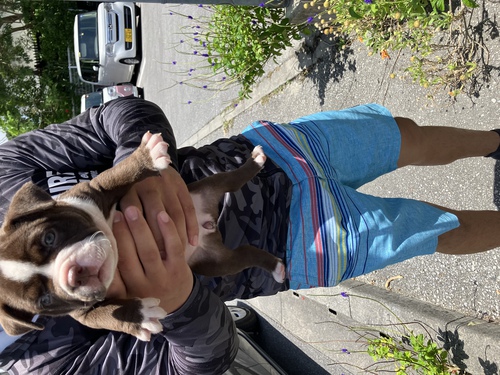 アメリカン・スタッフォードシャー・テリア 犬の販売・譲渡 5221 アメリカンブリー