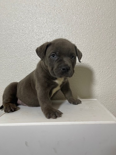アメリカン・スタッフォードシャー・テリア 犬の販売・譲渡 5232 アメリカンブリー