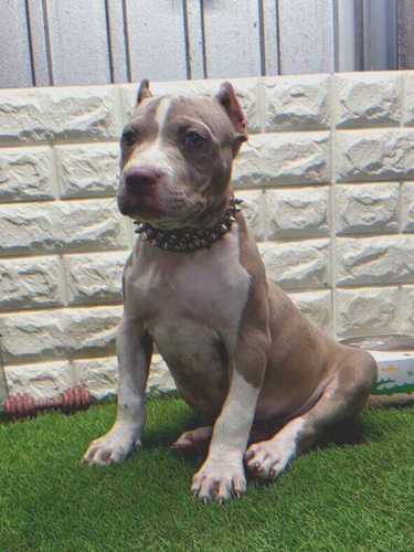 アメリカン・スタッフォードシャー・テリア 犬の販売・譲渡 5241 イザベラピット