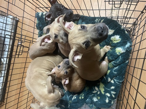 アメリカン・スタッフォードシャー・テリア 犬の販売・譲渡 5244 あと4頭女の子が居ます